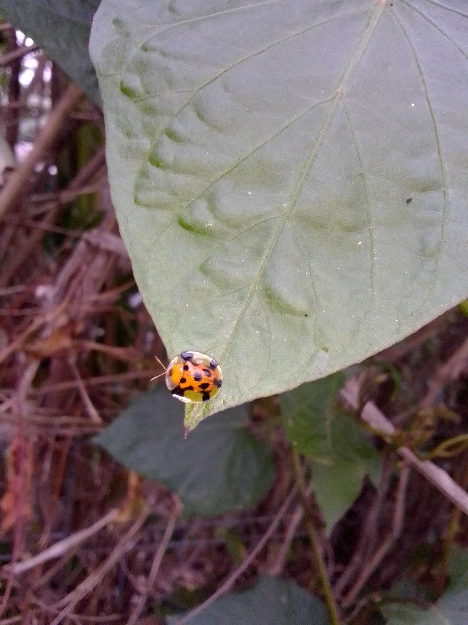 Image of Aspidimorpha (Aspidimorpha) punctum (Fabricius 1801)