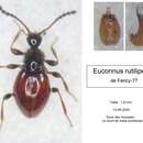 Image of Euconnus (Euconnus) rutilipennis (Müller, P. W. J. & Kunze 1822)