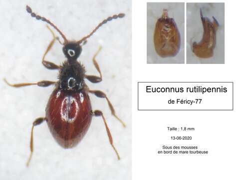 Image of Euconnus (Euconnus) rutilipennis (Müller, P. W. J. & Kunze 1822)