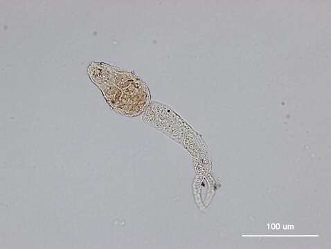 Image of Mictosoma Wolff 1965