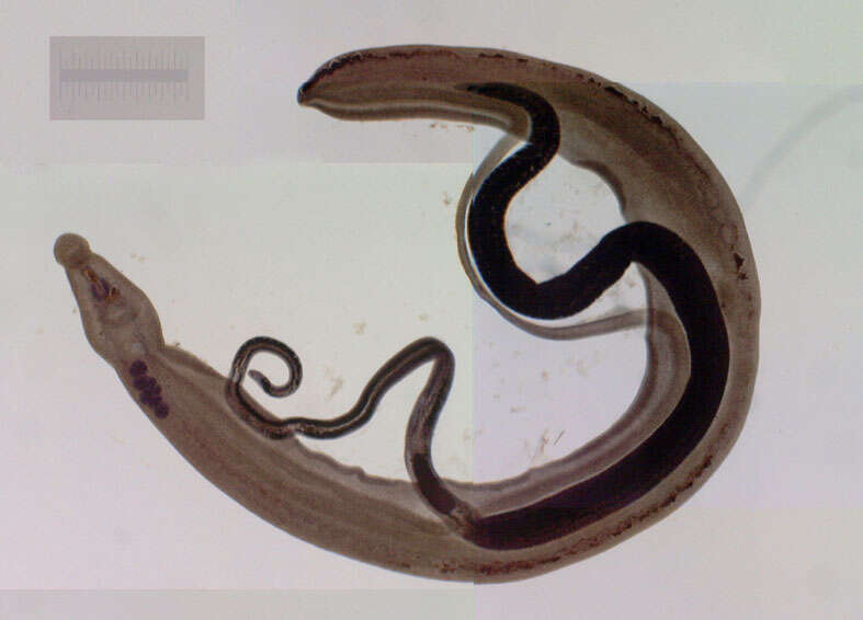 Image de Schistosoma japonicum