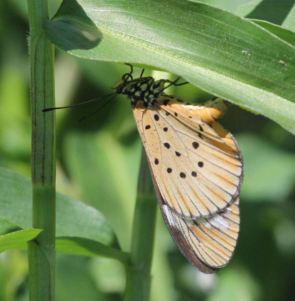 Image of Acraea encedon Linnaeus 1758