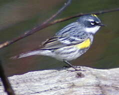 Image of Myrtle Warbler