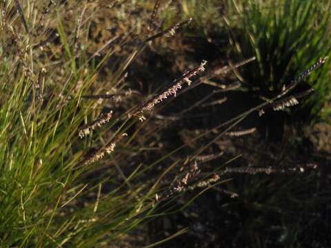 Sivun Microchloa altera (Rendle) Stapf kuva