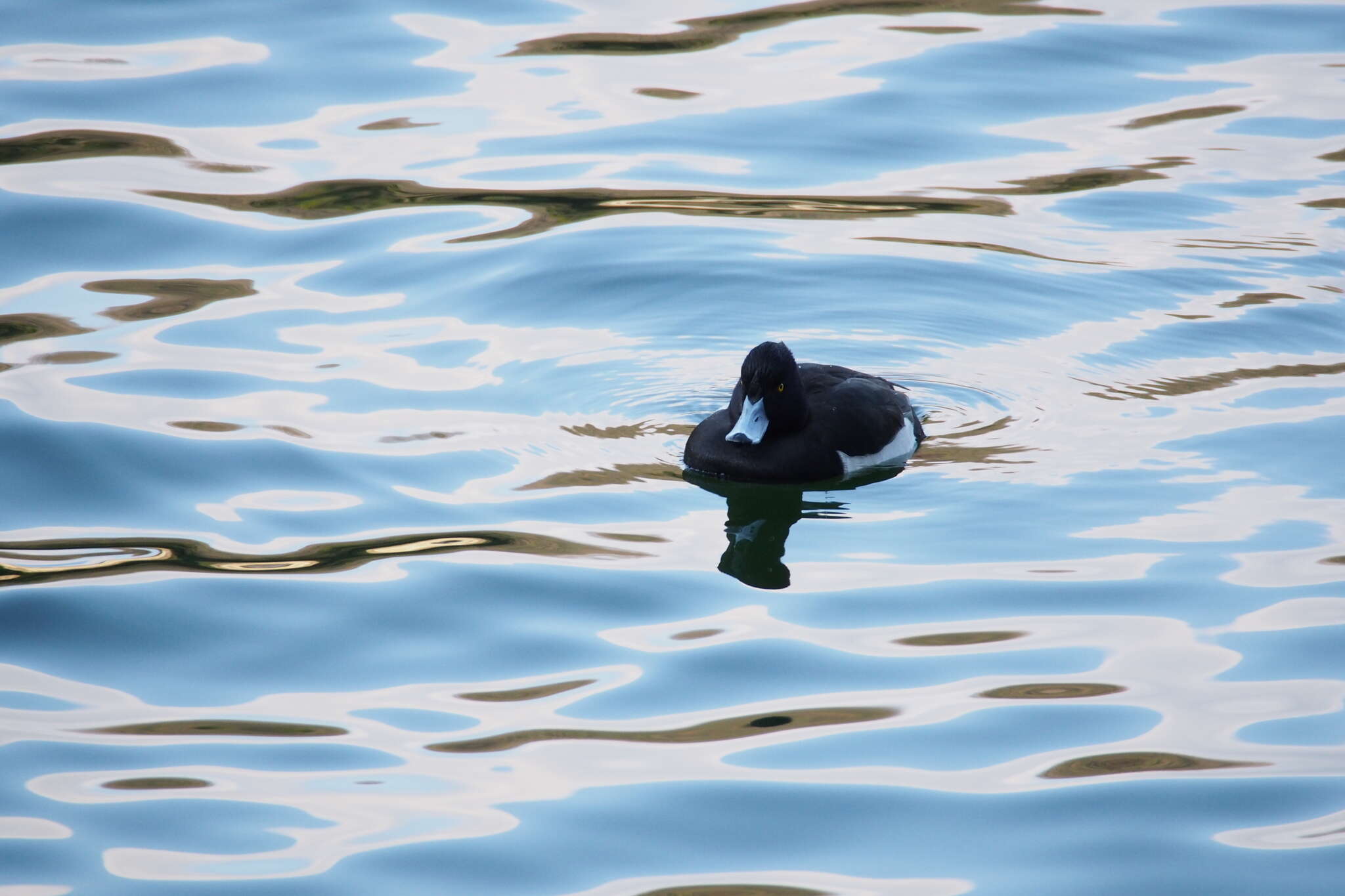 Image of Tufted Duck