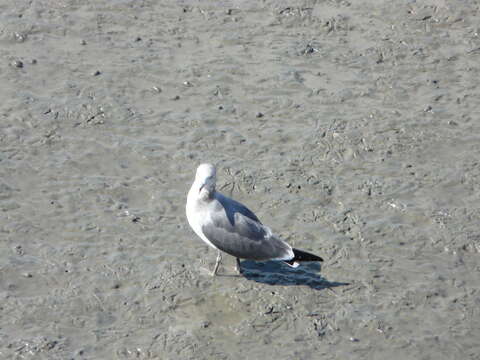 Plancia ëd Larus crassirostris Vieillot 1818