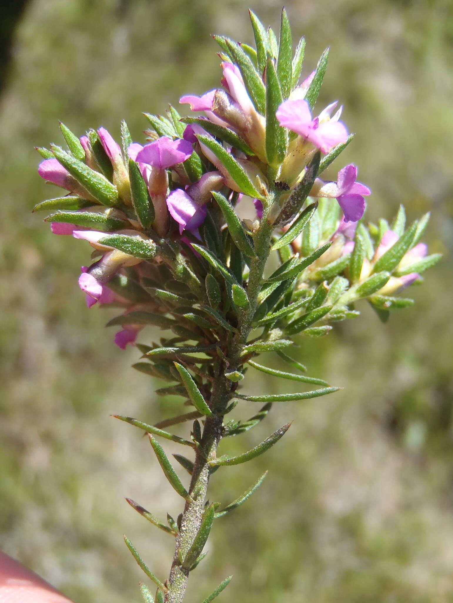 Image of Muraltia knysnaensis Levyns