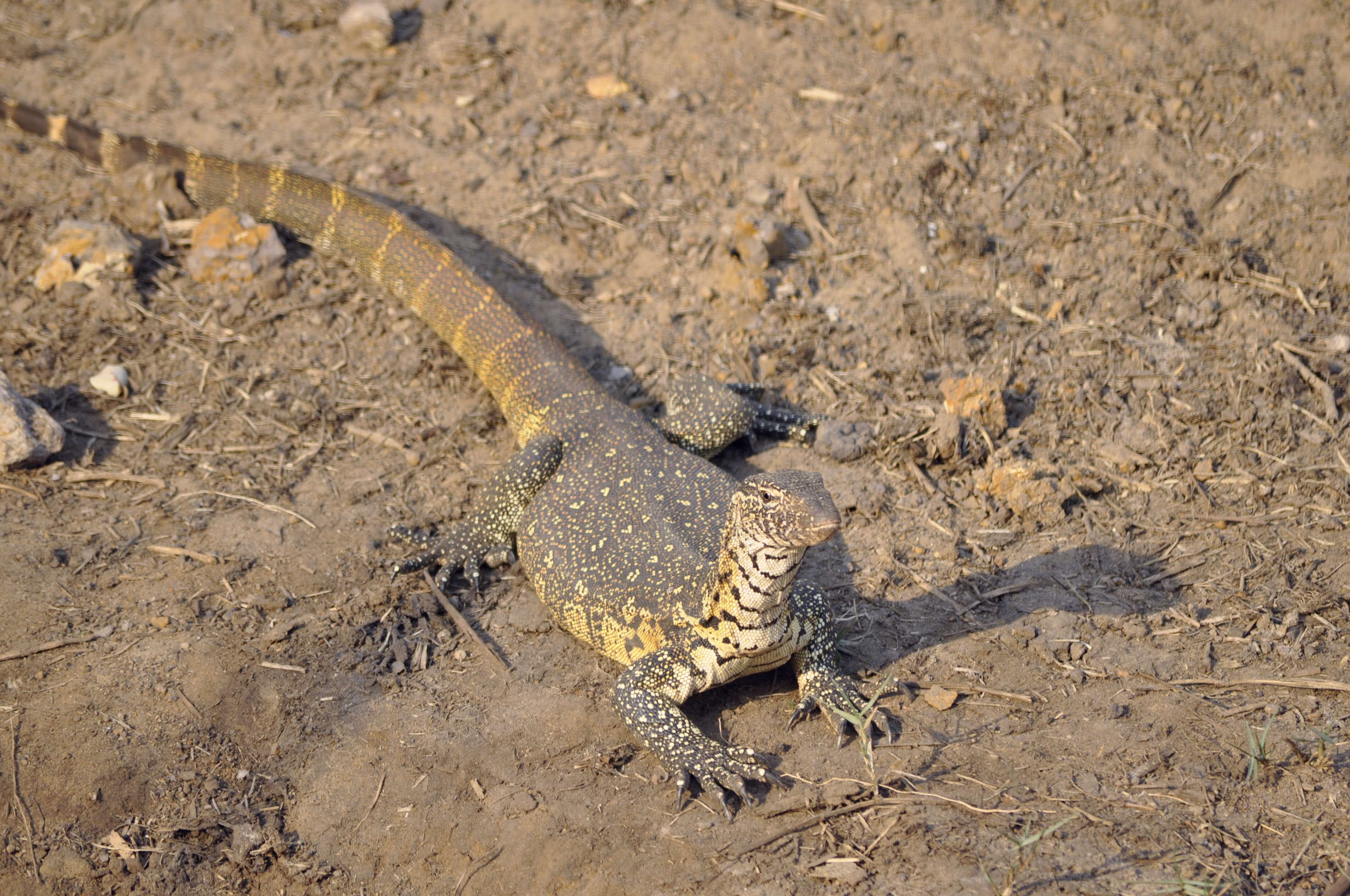 Image of Common Water Monitor