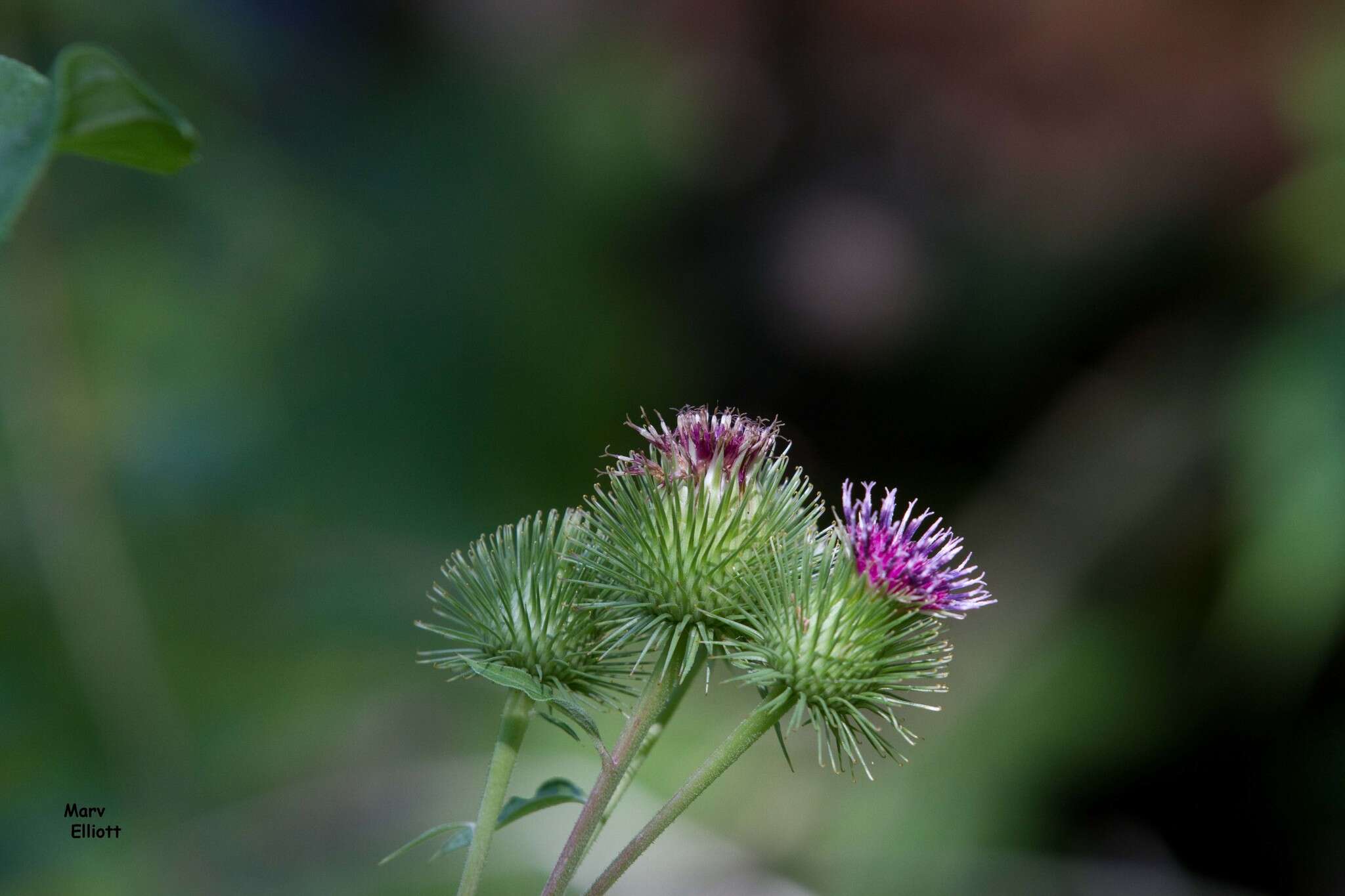 Image of greater burdock