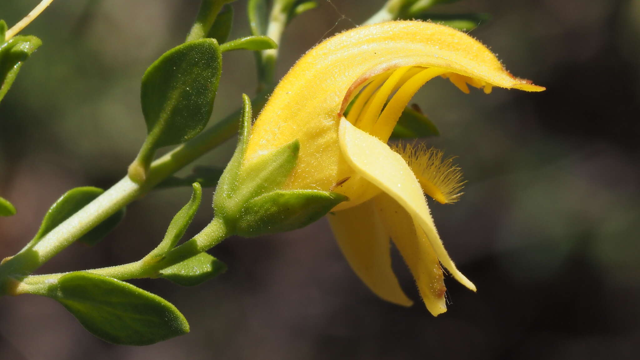 Image of snapdragon penstemon