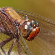 Image of Orthetrum villosovittatum (Brauer 1868)