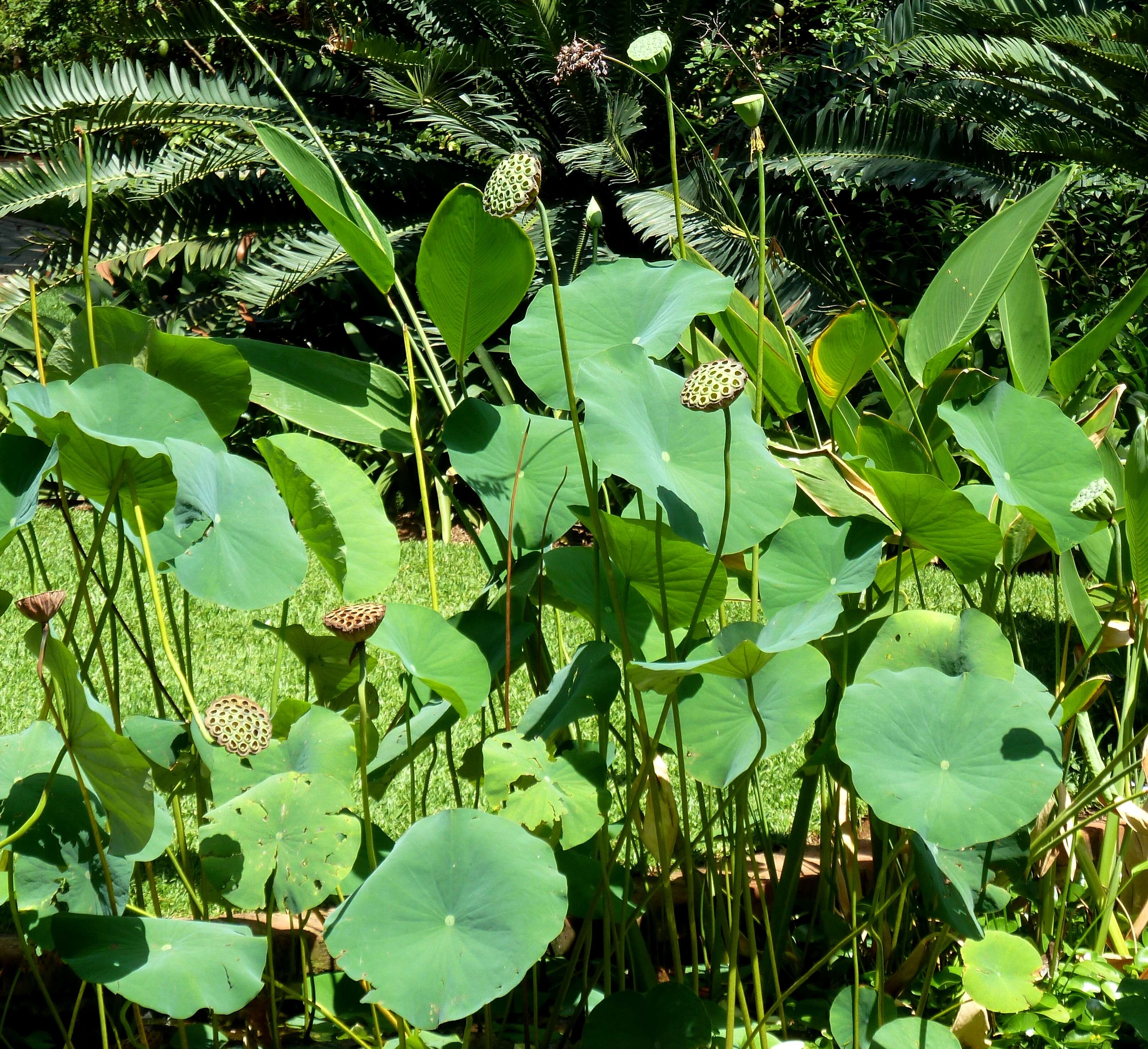 Image of American lotus