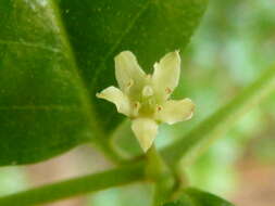 Image of Lemon-thorn