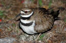 Image of Killdeer