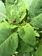 Image of Leiobunum euserratipalpe Ingianni, McGhee & Shultz 2011