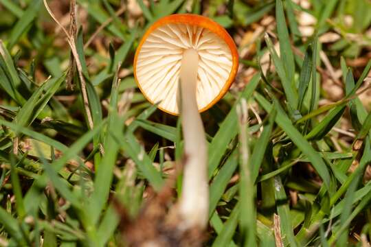 Image de Marasmius vagus