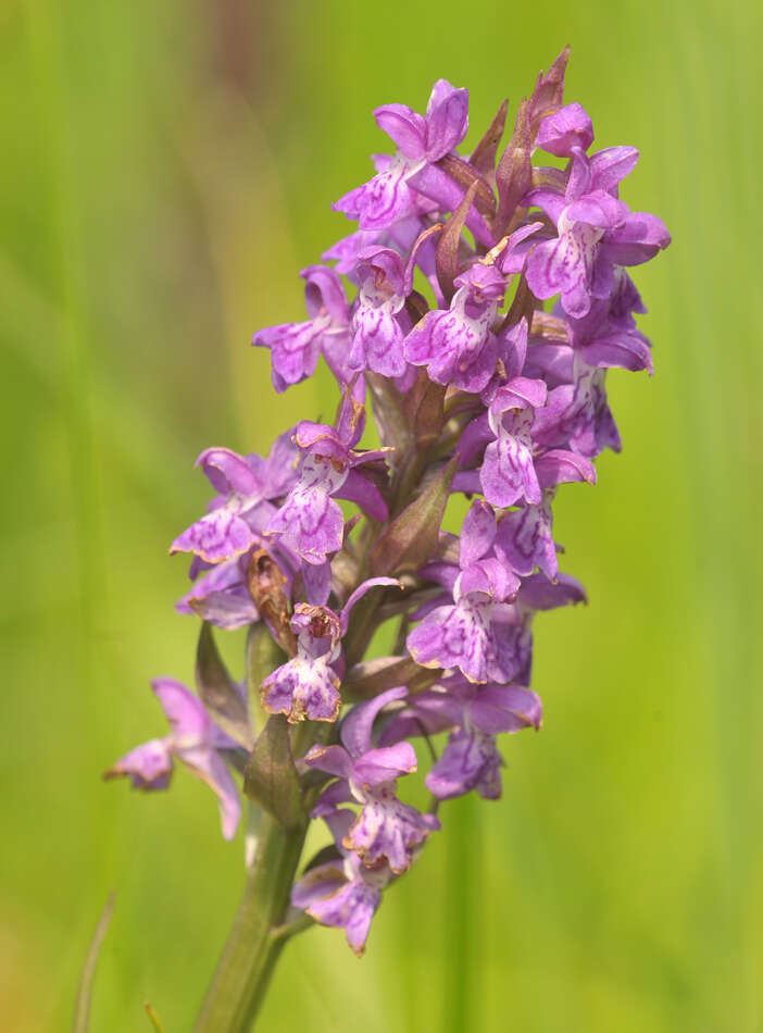 Image of Dactylorhiza praetermissa subsp. praetermissa