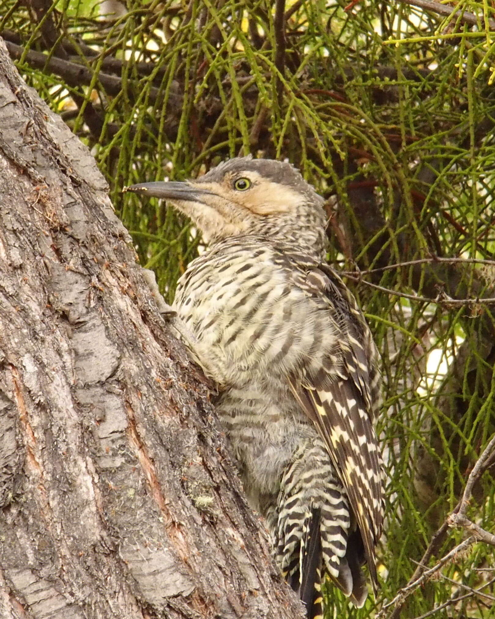 Image of Chilean Flicker