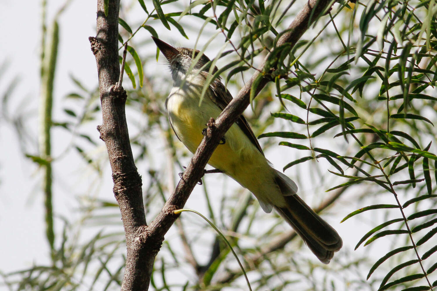 Image of Dusky-capped Flycatcher