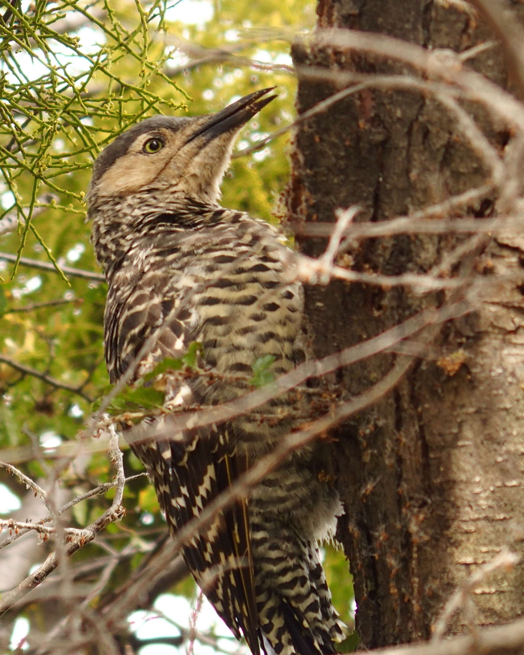 Image of Chilean Flicker