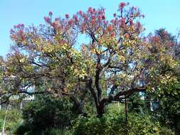 Erythrina falcata Benth. resmi