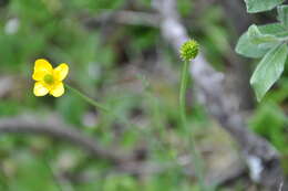 Image of surefoot buttercup