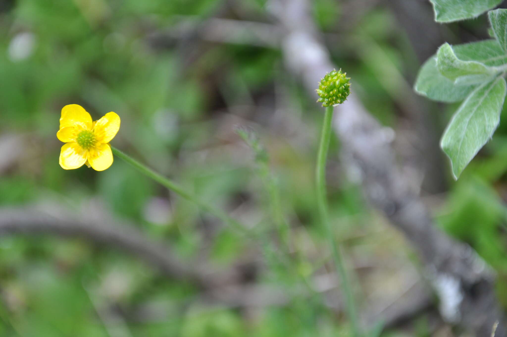 Imagem de Ranunculus pedatifidus Sm.