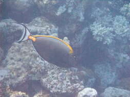 Image of Elegant Unicornfish