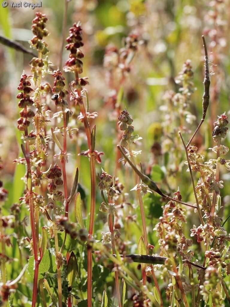 Plancia ëd Rumex bucephalophorus L.