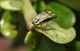 Image of Urophora stylata (Fabricius 1775)