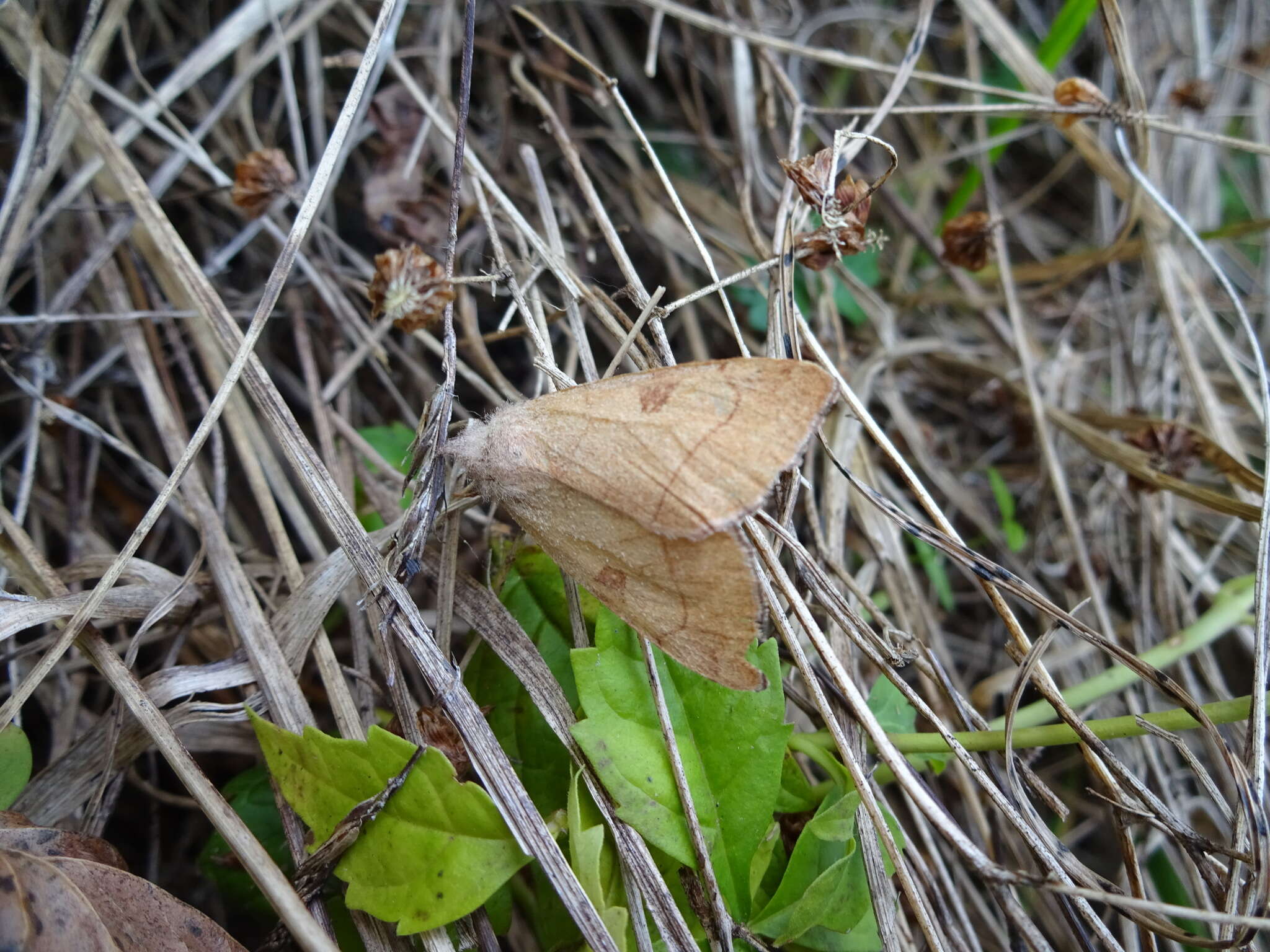 Слика од Choephora