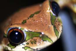 Image of Natal Tree Frog