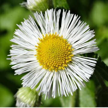 Image of eastern daisy fleabane