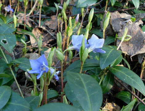 Image of Common Periwinkle