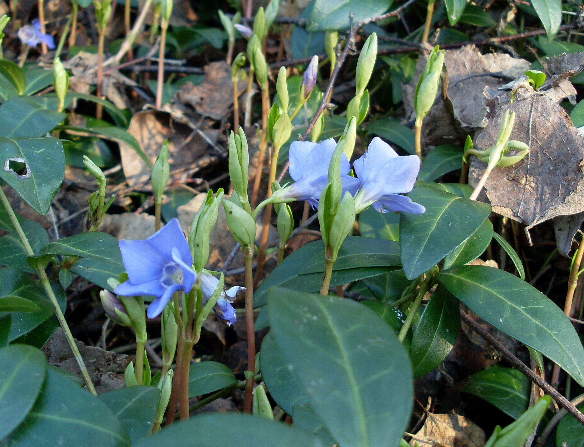 Image of Common Periwinkle