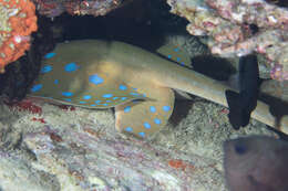 Image of Oceania fantail ray