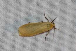 Image of orange footman