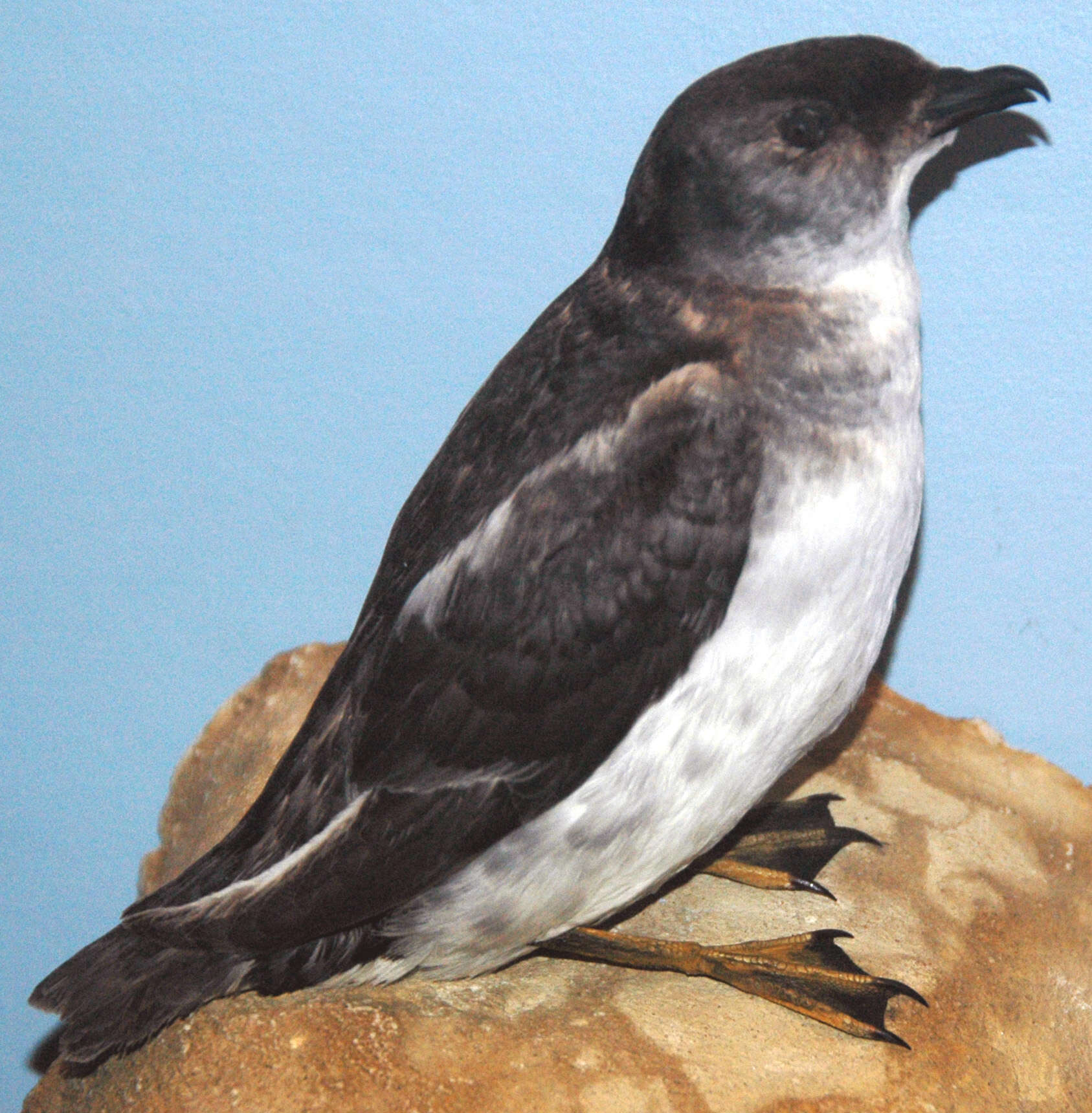 Image of South Georgia Diving Petrel