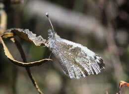 Image de Anthocharis lanceolata Lucas 1852