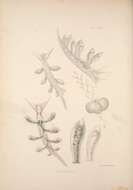 Image de Eubranchus exiguus (Alder & Hancock 1848)