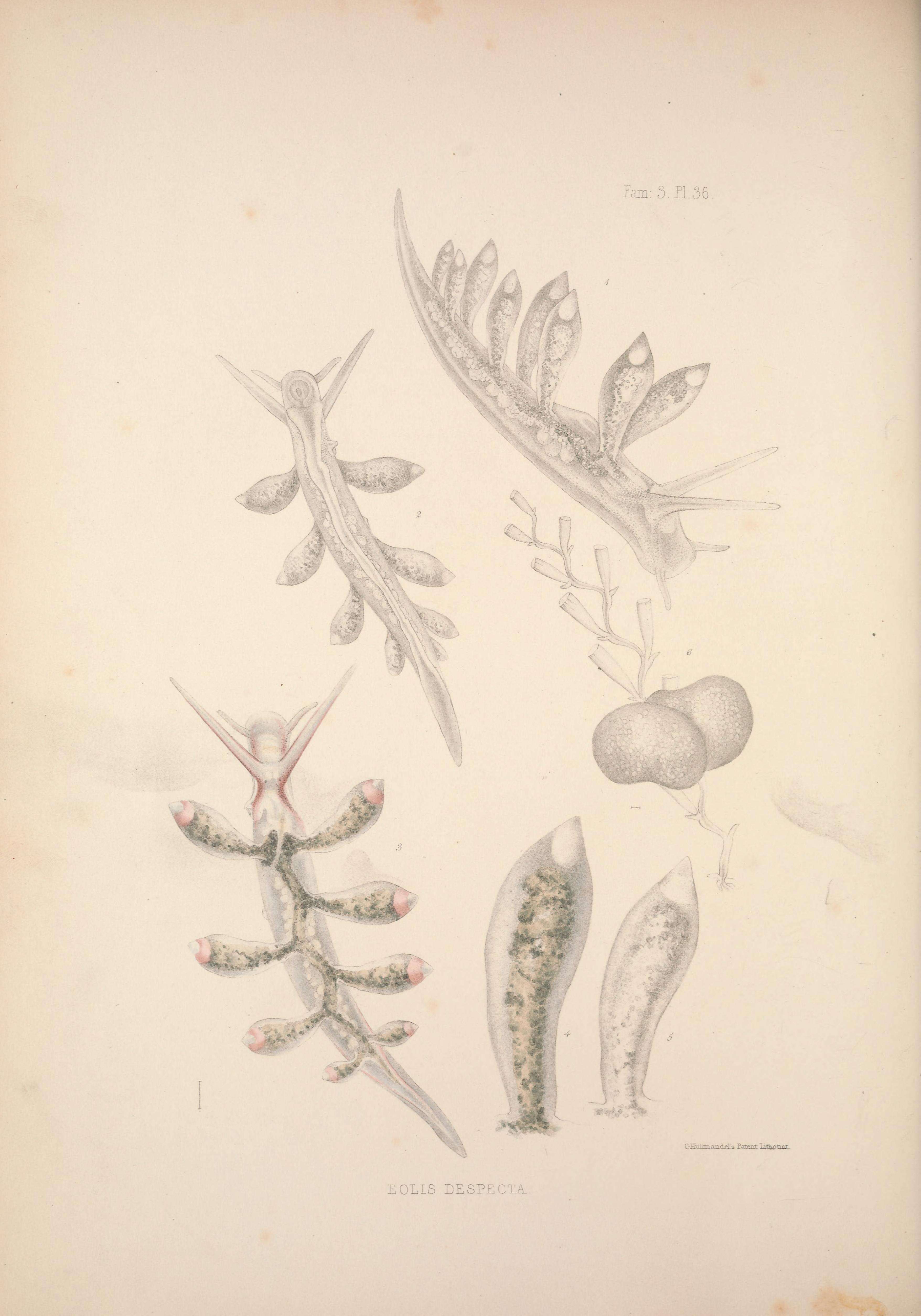 Image de Eubranchus exiguus (Alder & Hancock 1848)