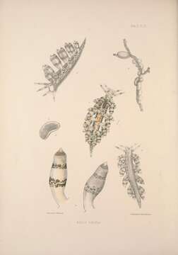 Image de Eubranchus exiguus (Alder & Hancock 1848)