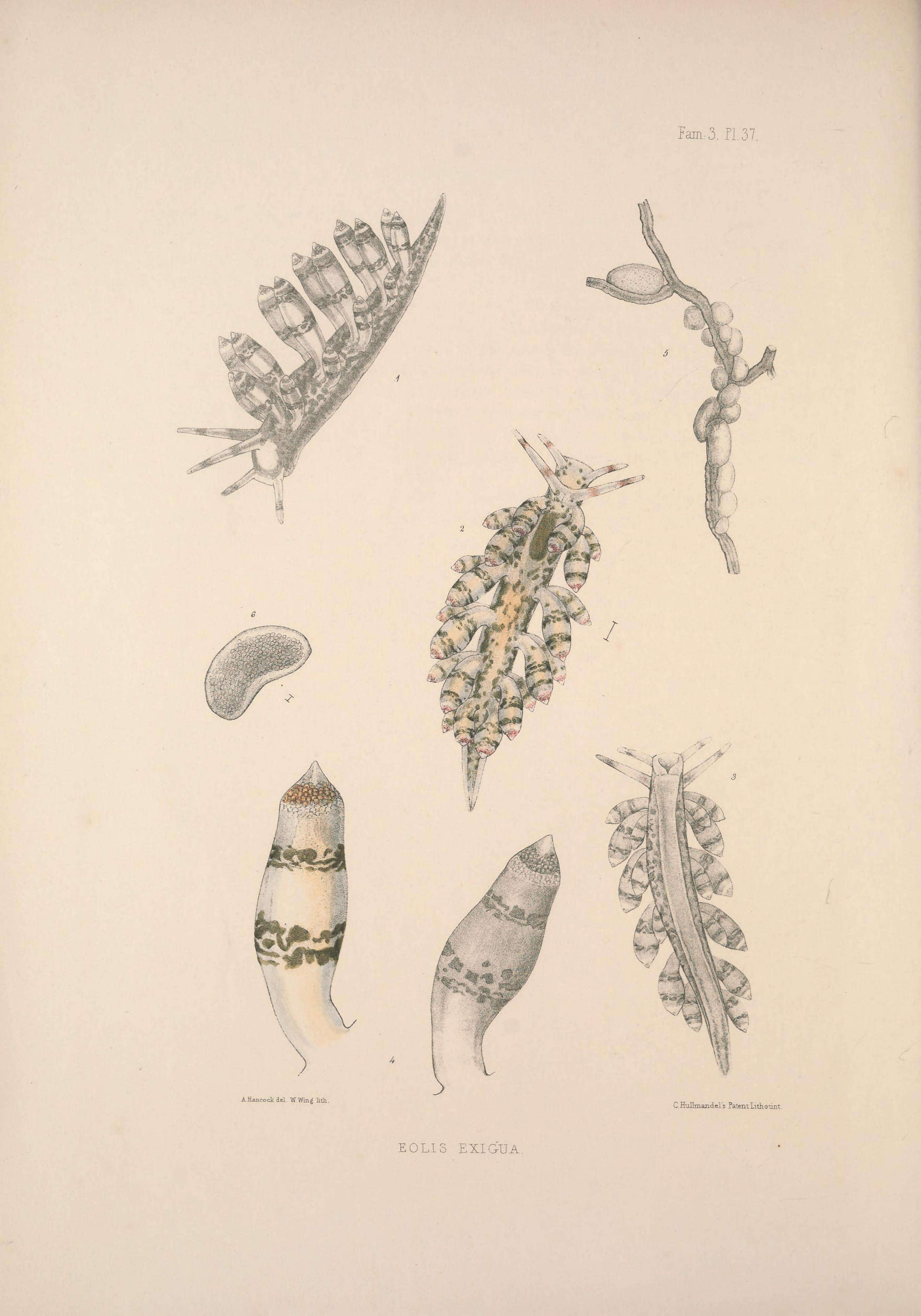 Image de Eubranchus exiguus (Alder & Hancock 1848)