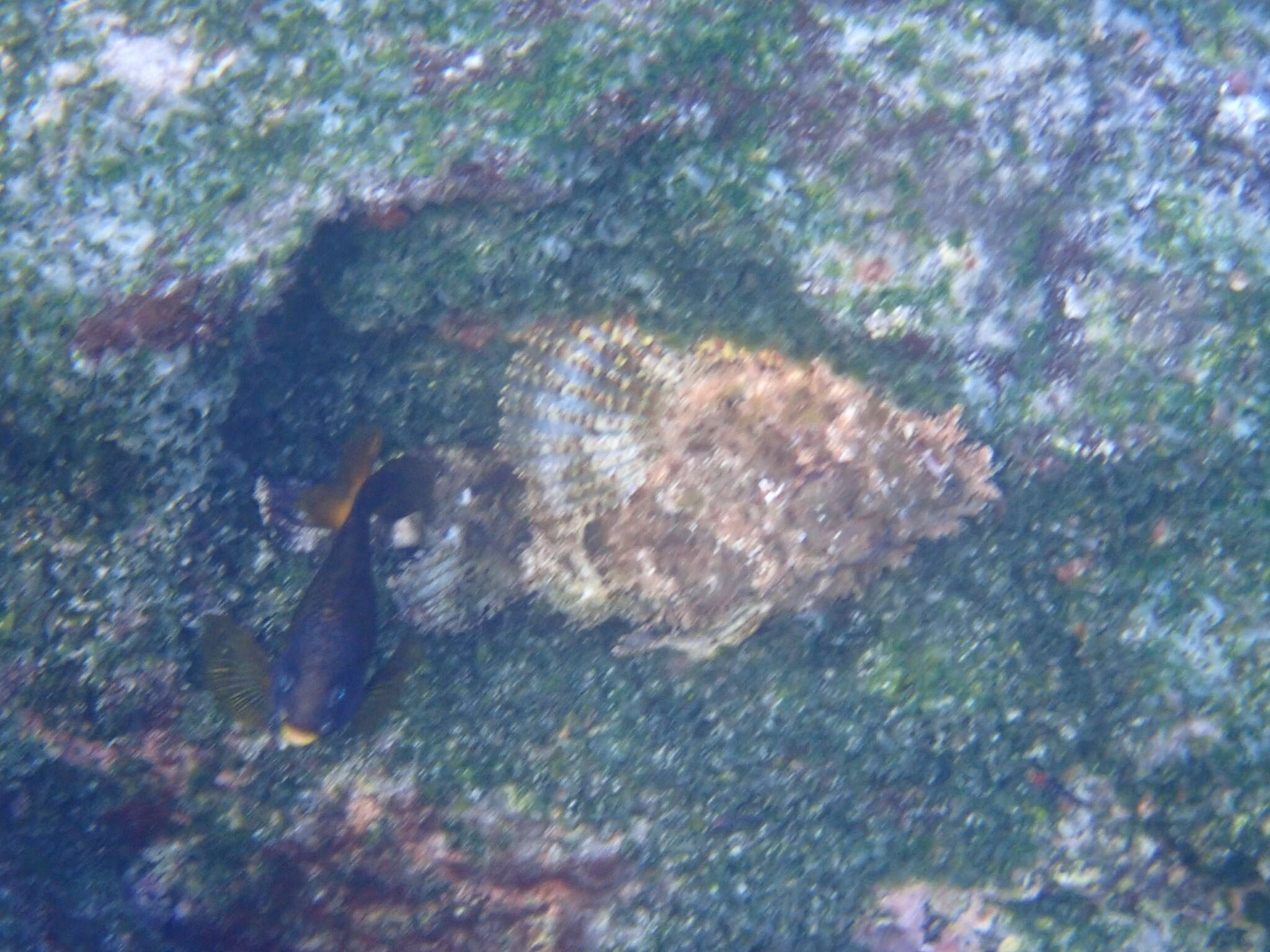 Image of Pacific Spotted Scorpionfish