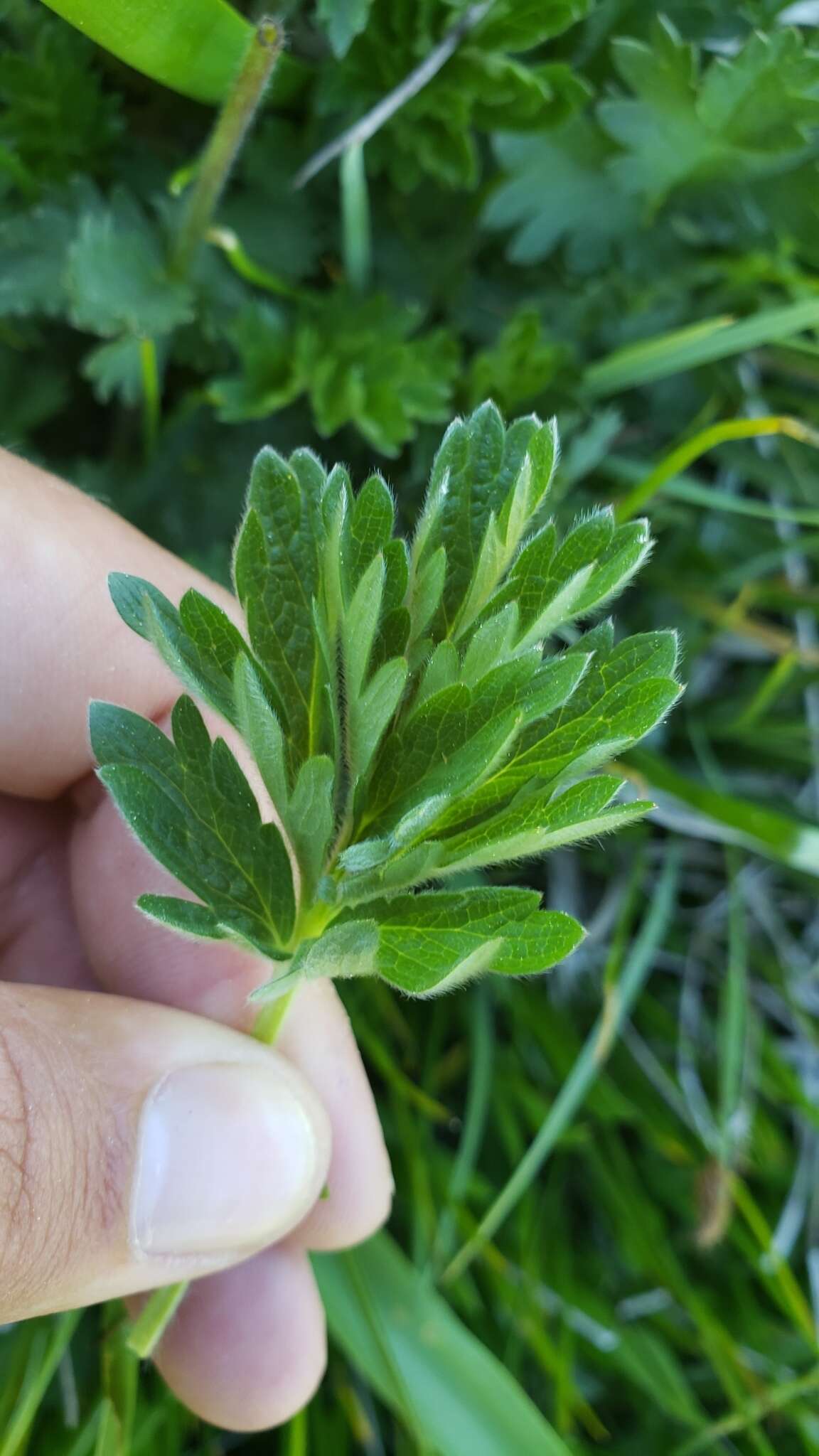 Image of Bruce's Cinquefoil