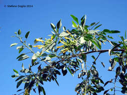 Image of tree tobacco