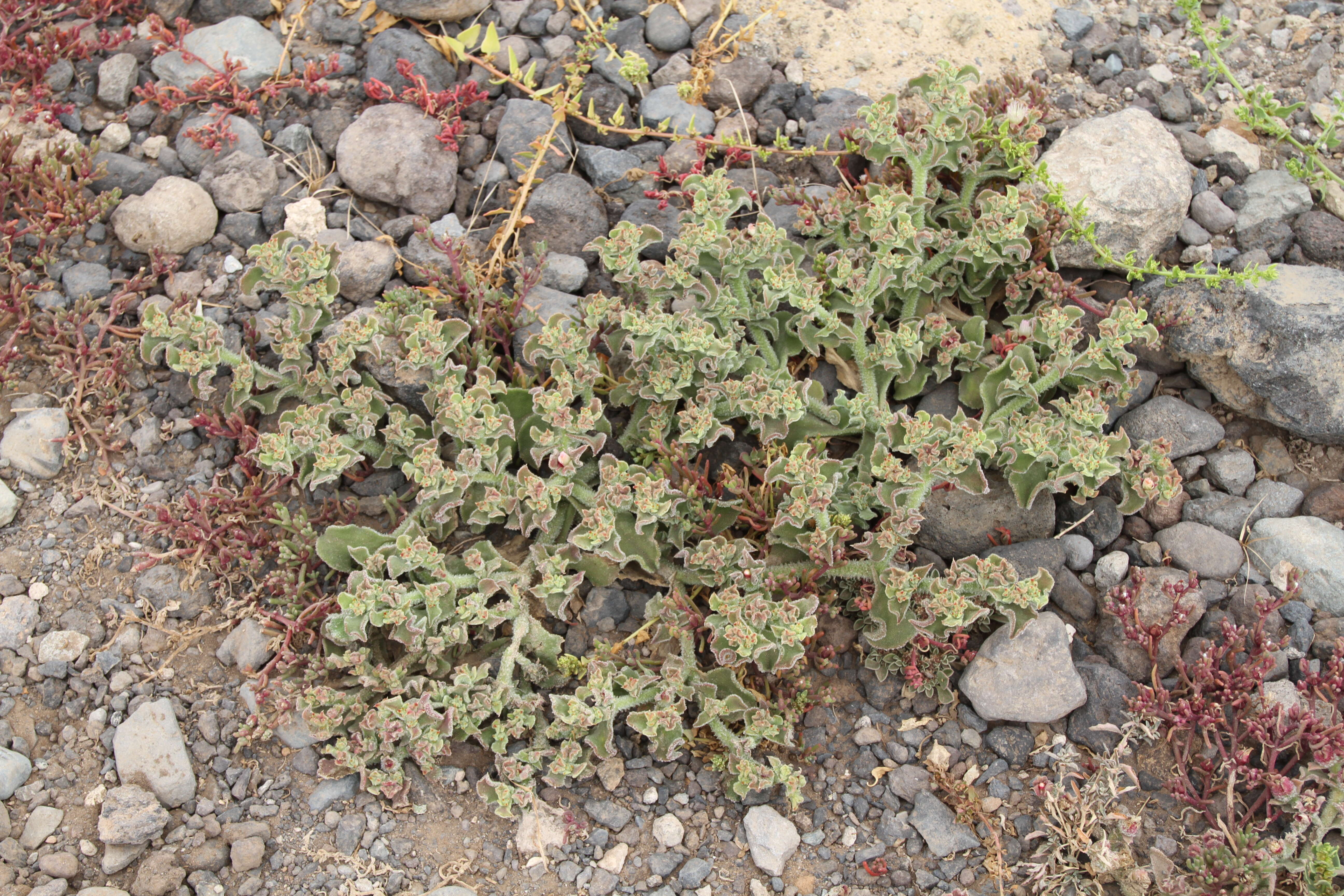 Mesembryanthemum nodiflorum L.的圖片