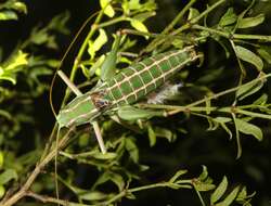 Image of Two-lined Shieldback