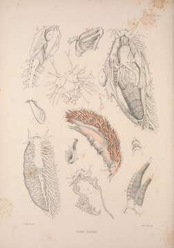 Image of Fiona pinnata (Eschscholtz 1831)