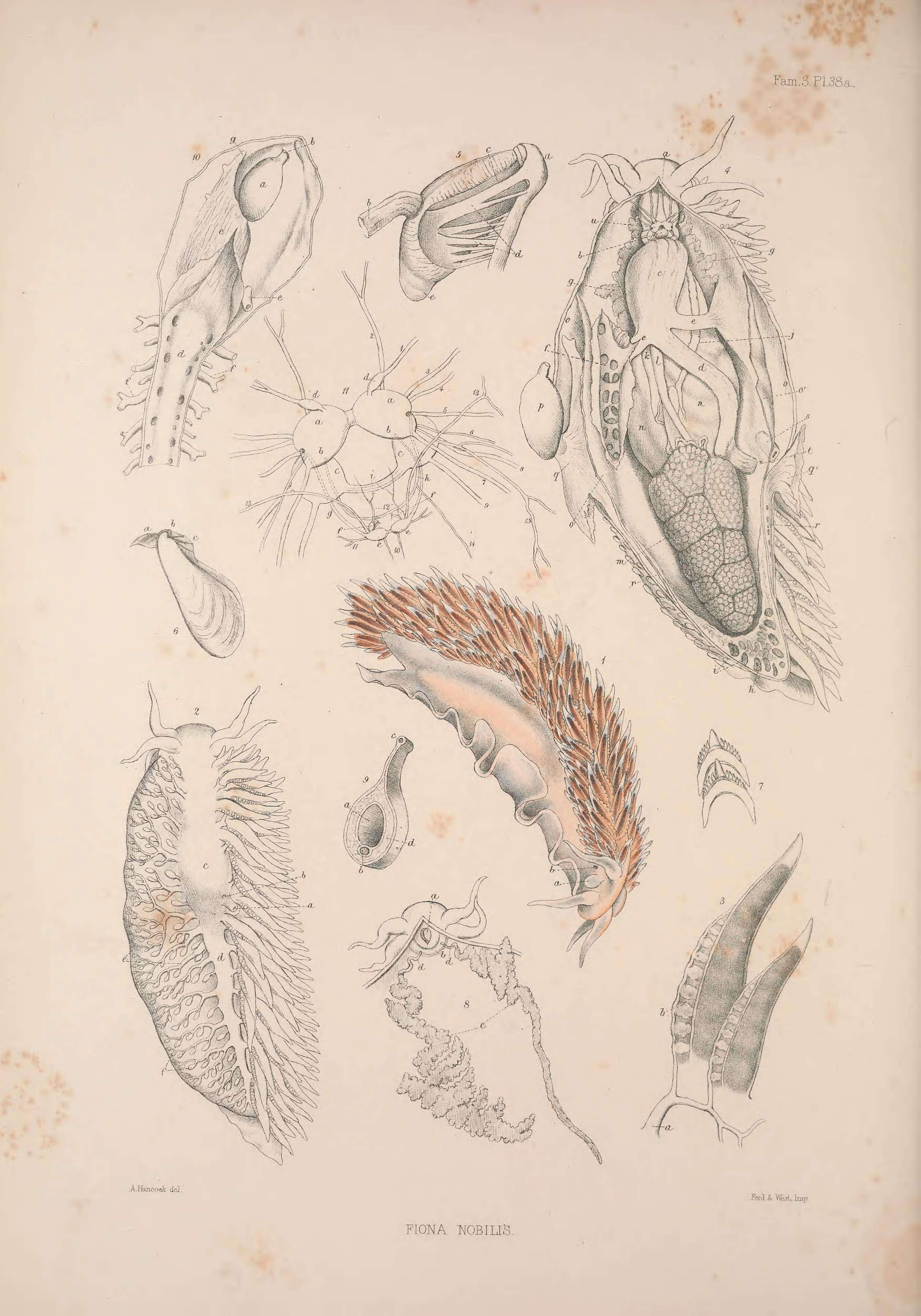 Image de Fiona pinnata (Eschscholtz 1831)